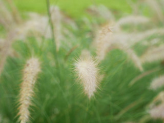 Obraz premium grass in the field nature background