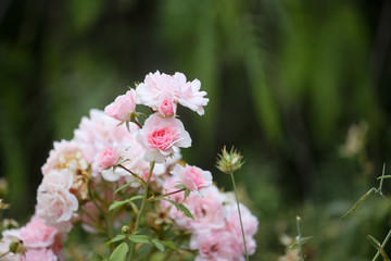 Wild roses - rosa rugosa