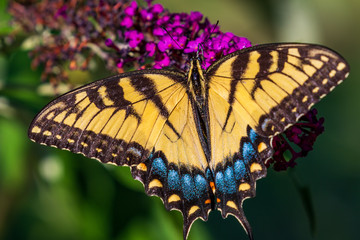 butterfly on flower