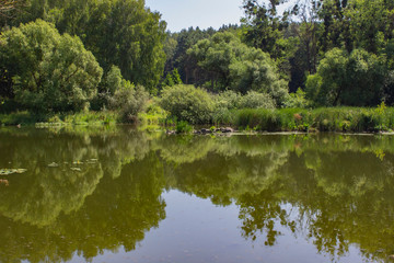 reflection of trees in the water