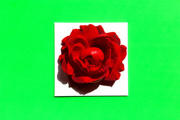 Red rose bud on bright neon background. Minimal style.