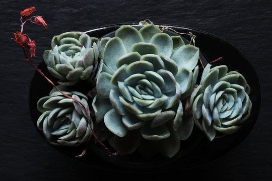 Photograph of four houseleek plants and flowers on a slate background for horticultural illustrations / a succulent plant with rosettes of fleshy leaves and small pink flowers