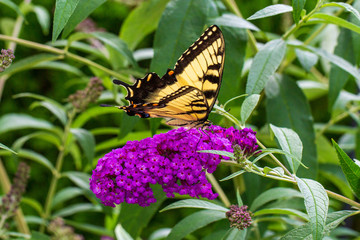 butterfly on flower