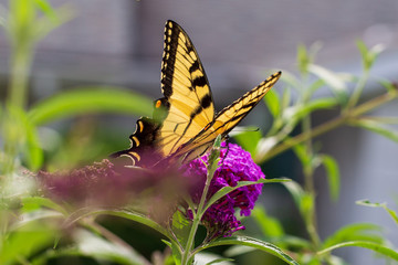 butterfly on flower