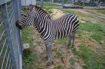 zebra in the zoo