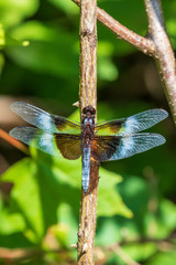 dragonfly on a branch