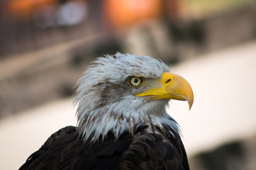 Precioso espécimen de águila calva.