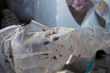 bluebottle  on the plastic bag inside the trash