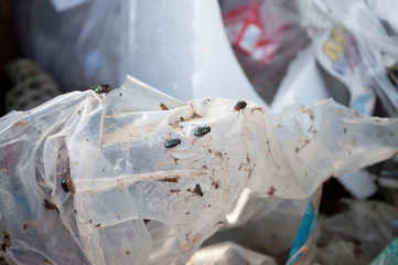 Fototapeta na wymiar bluebottle on the plastic bag inside the trash