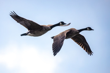 Canada Geese pair in flight © HPH-media