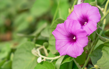 Purple morning glory flowe.