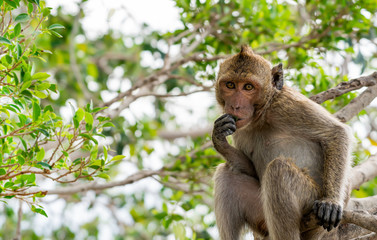 A monkey sitting on a tree.