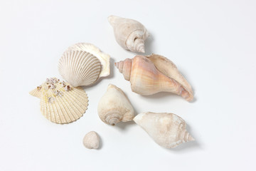 Shells pattern, Summer background. Top view with copy space.