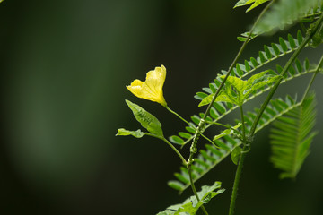 Yellow flower of Bitter gourd Vegetable
