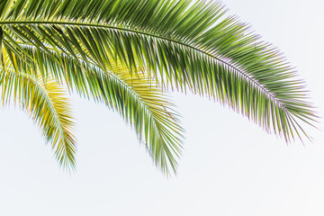 Fototapeta na wymiar Palm tree leaf over light blue sky with morning sun.