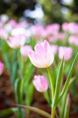 Close up flowers background.Amazing view of colorful pink tulip flowering in the garden and green grass landscape at sunny summer or spring day.Beautiful pink tulip in tulip field with blur background