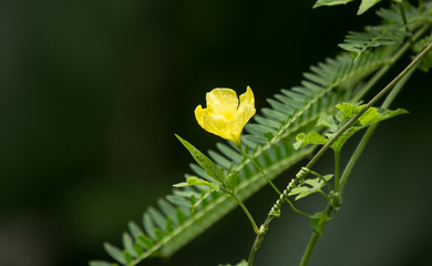 Yellow flower of Bitter gourd Vegetable
