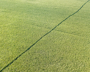 Aerial drone view. Ukrainian green corn field on a summer day.