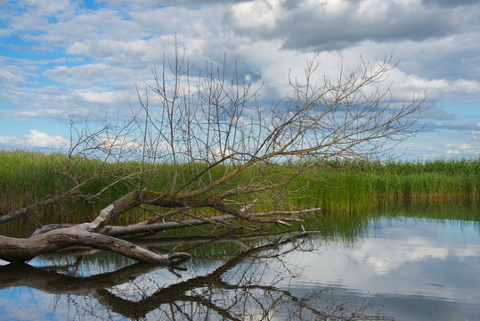 Toter Baum an der S&uuml;dspitze Gnitz, Insel Usedom