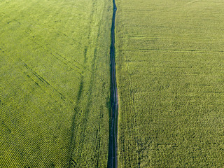 Aerial drone view. Ukrainian green corn field on a summer day.