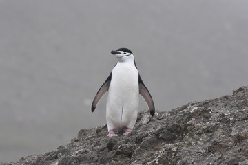 Chinstrap penguin in Barrientos Island, Antarctica