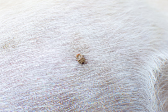 tick on the white dog's fur. subject is blurred.