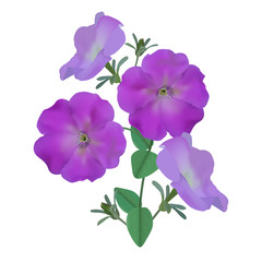 Fototapeta na wymiar Bouquet of lilac flowers petunia, buds and green leaves. Isolated on white background.