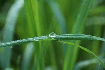 Obraz premium water drops on grass