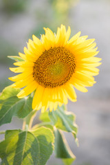Sunflower in full bloom with its yellow petals at sunset. Sunflower flower for pipes.