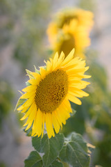 Sunflower in full bloom with its yellow petals at sunset. Sunflower flower for pipes.