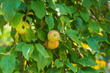 ripe apples on the tree grow, harvesting