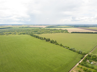 Fototapeta na wymiar Aerial drone view. Ukrainian green corn field on a summer day.