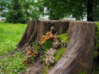 photo of a stump overgrown with moss and mushrooms