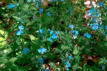 Wild blue flowers in the forest. The forest land is covered with blue flowers