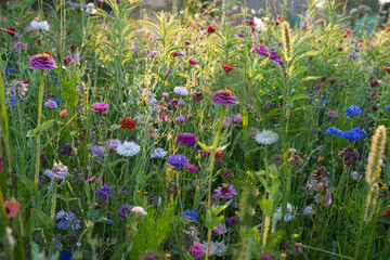 Bunte Blumenwiese im Elsass in Rhinau