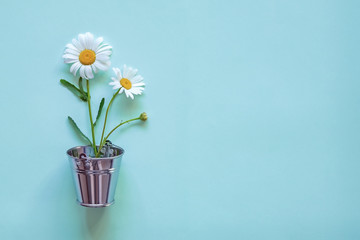 chamomile flowers in a pot on a blue-green background, the concept of medicinal herbs, plants in the house, summer garden season and tools