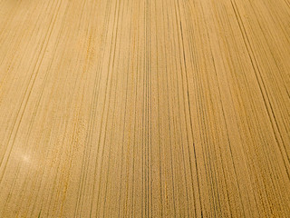 Ukrainian wheat field. Aerial drone view.