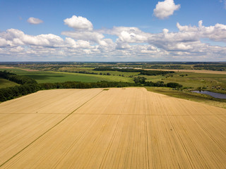Fototapeta premium Ukrainian wheat field. Aerial drone view.