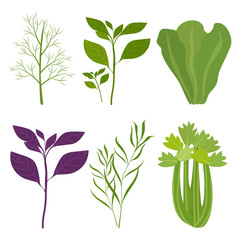 Organic salad greens. Basil, lettuce, dill, celery. Vector illustration isolated.