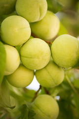 ecologic white plums, greengages, ripening in home garden, toxic free