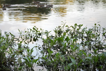 Wild river waterfront overgrown with green flora leaves near shore in Park outdoor on a summer day, ecological European water landscape