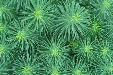 Cypress spurge, euphorbia cyparissias, green background