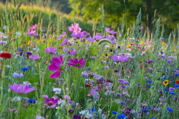 Bunte Blumenwiese im Elsass in Rhinau