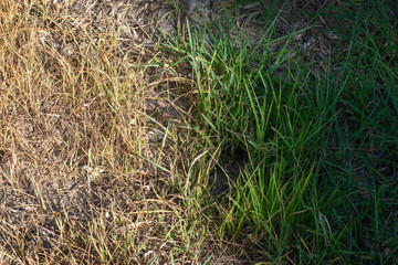 Dead grass on cassava plantations