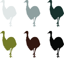 collection of emu birds