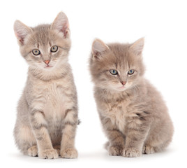Obraz premium Two small gray kitten.