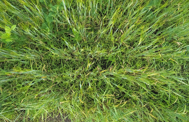 photo of wheat ears top view