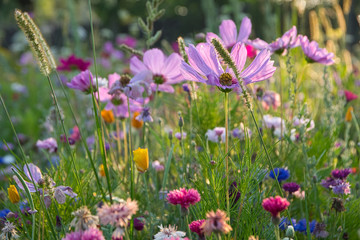 Bunte Blumenwiese im Elsass in Rhinau