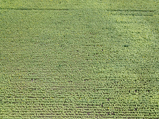 Aerial drone view. Ukrainian green corn field on a summer day.