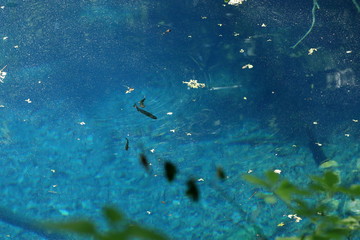 Fototapeta na wymiar 青池の魚